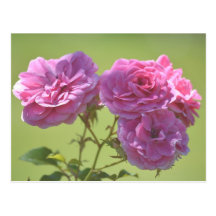 Rosa eleganta ro vykort