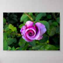 Rosa fast utgift för lavendel posters