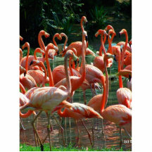 Rosa Flamingogrupp, raddaflamingoesbild! Acrylic Cut Out