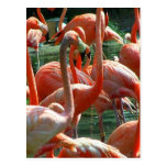 Rosa Flamingogrupp, raddaflamingoesbild! Vykort