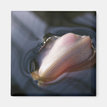 Rosa flyta för Petal Magneter