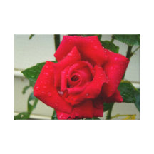 Rosa foto sträckta canvas tryck