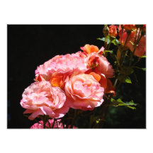 Rosa fotografi skrivar ut rosa rosbuketten
