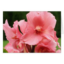 Rosa Irises Hälsningskort