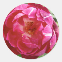 Rosa klistermärke