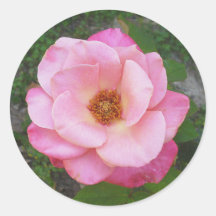 Rosa klistermärkear 002