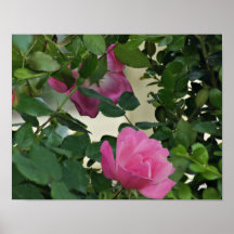 Rosa knockoutroaffisch