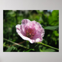 Rosa Kran-räkning (pelargonen) Print