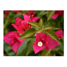 rosa-/lilablomma vykort