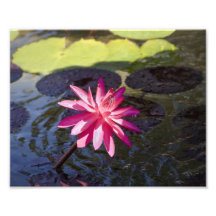 Rosa lilja fotografi