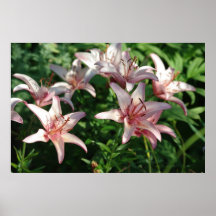 Rosa liljatryck posters