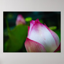 Rosa lotusblomma affisch