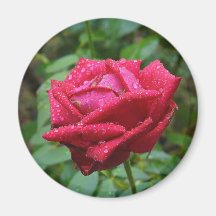 Rosa magnet 001 magnet för kylskåp