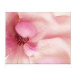 Rosa Magnoliablomma - Magnoliasmall Canvastryck