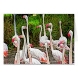 Rosa måla för Flamingos Kort