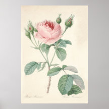 Rosa Muscosa affisch