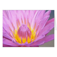 Rosa näckros Notecard Kort