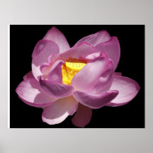 Rosa näckros print