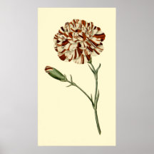 Rosa nejlika print