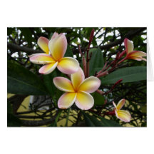Rosa- och gultPlumeria blommar från Hawaii Kort