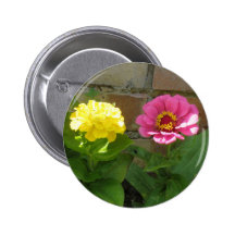 Rosa- och gultZinnias knäppas Knappar