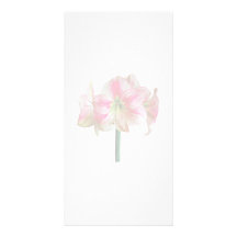 Rosa- och vitAmaryllis Anpassade Foto Kort