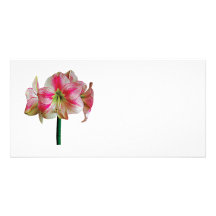 Rosa- och vitAmaryllis Skräddarsydda Fotokort