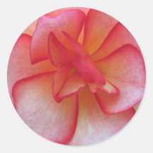 Rosa- och vitBegoniaklistermärke