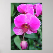 Rosa Orchid Print