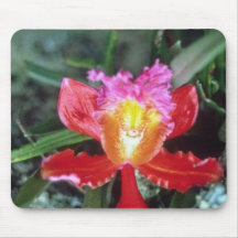 Rosa Orchid, Machu Picchu blommor Musmatta