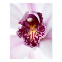 Rosa orchid vykort