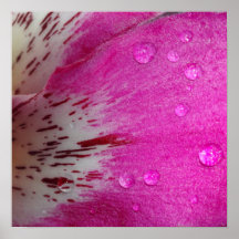 Rosa Orchidaffisch