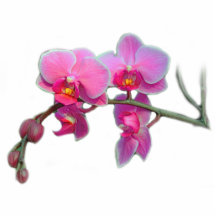 rosa orchidblommor cut out