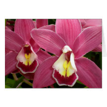 Rosa Orchidkort