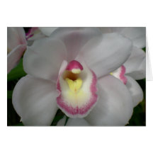 Rosa Orchidkort för vit