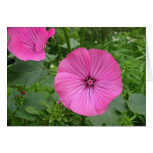 Rosa pelargon hälsningskort