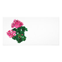 Rosa pelargoner och knoppar foto kort
