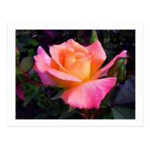 Rosa persika- och gul rosvykort
