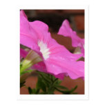 Rosa Petunia Vykort