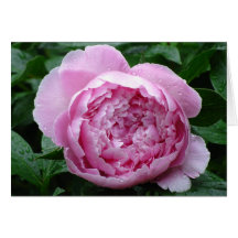 Rosa pion hälsnings kort