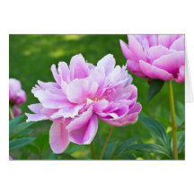 Rosa pion hälsningskort