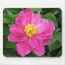 Rosa pion musmatta