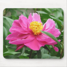 Rosa pion musmattor