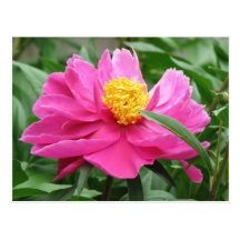 Rosa pion vykort