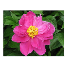 Rosa pion vykort