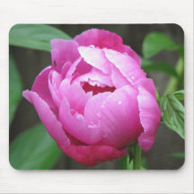 Rosa pionblom mus matta