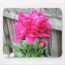Rosa pionblom mus matta