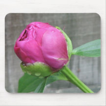 Rosa pionblom mus matta
