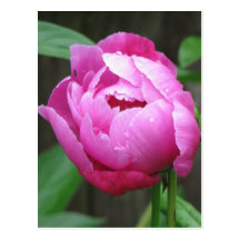 Rosa pionblom vykort