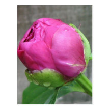 Rosa pionblom vykort